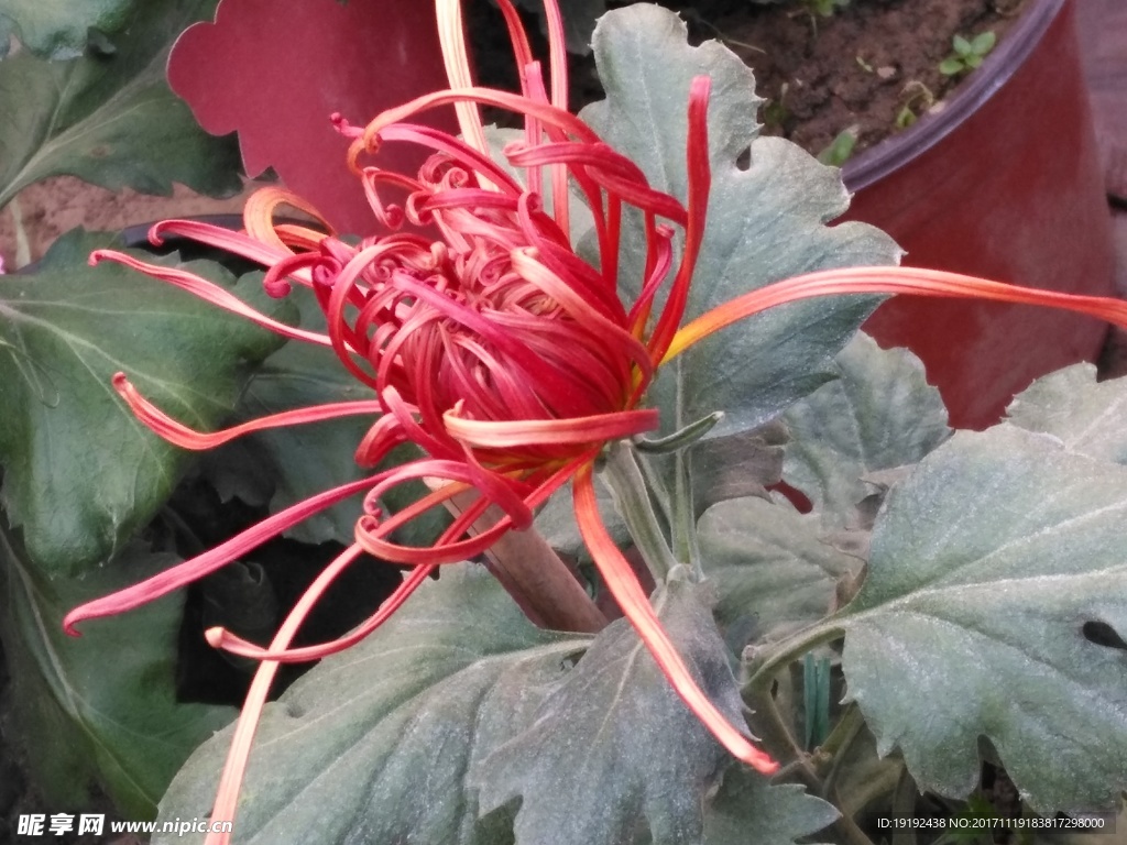 菊花
