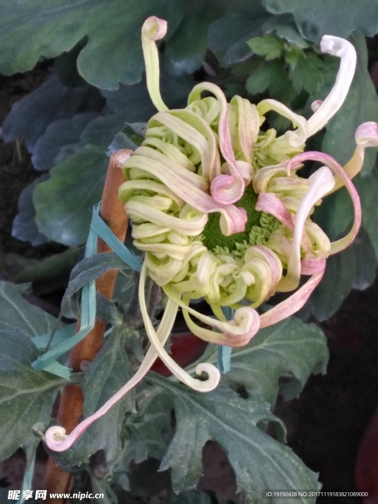 菊花