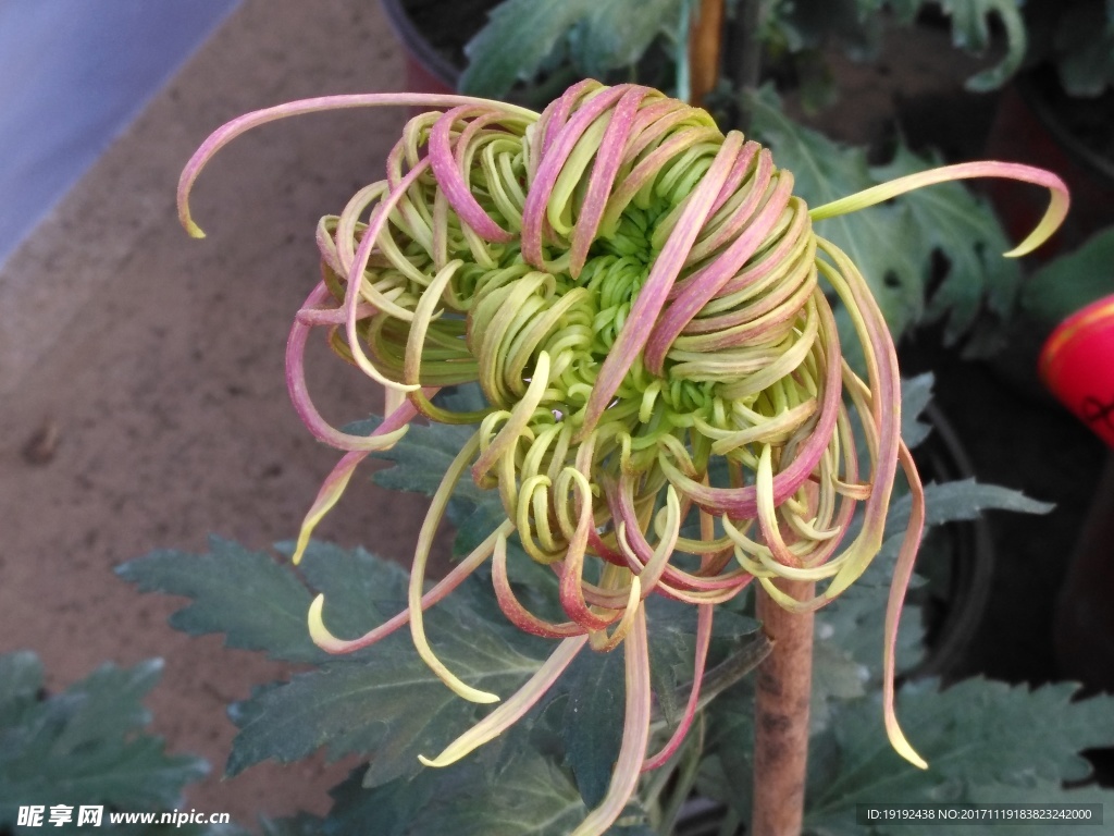 菊花