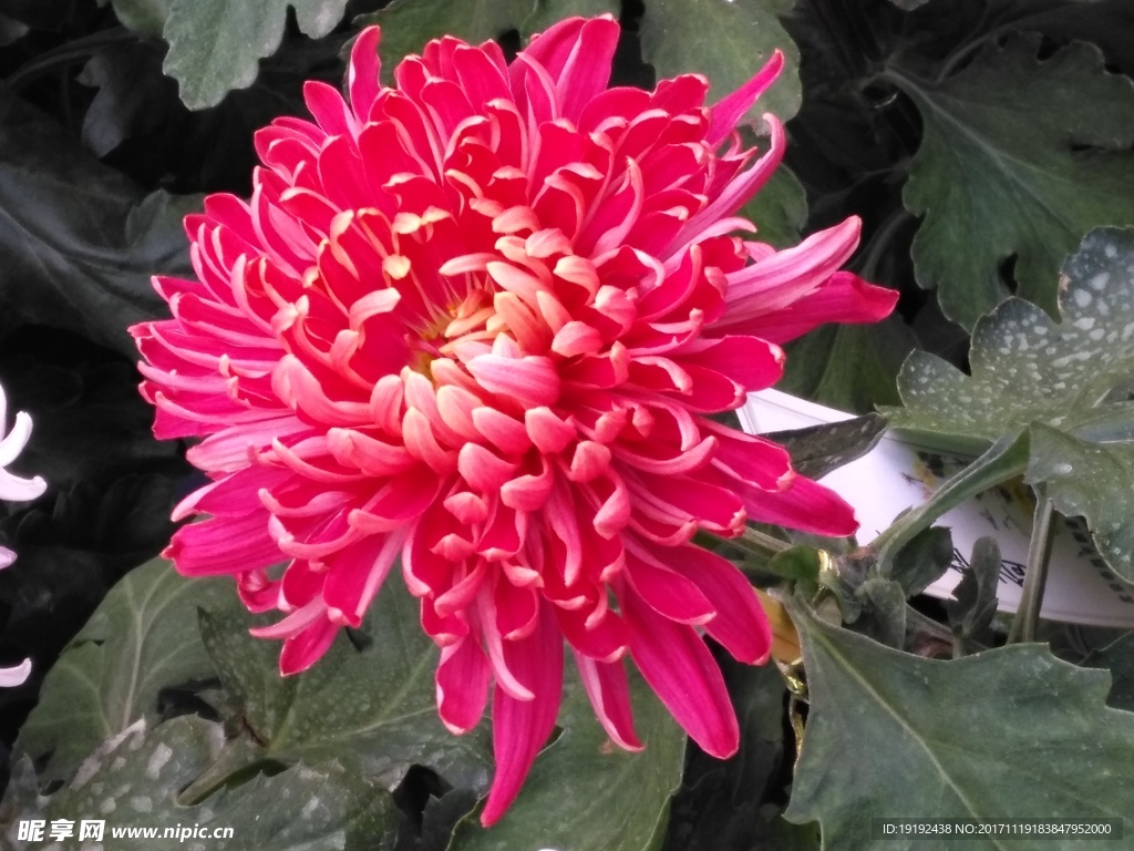 菊花