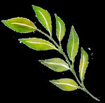 PNG植物边角免扣素材