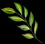 PNG植物边角免扣素材