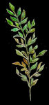 PNG植物边角免扣素材