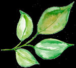 PNG植物边角免扣素材