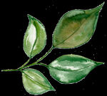 PNG植物边角免扣素材