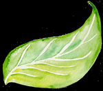 PNG植物边角免扣素材