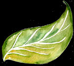 PNG植物边角免扣素材