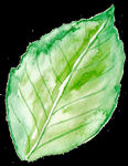 PNG植物边角免扣素材