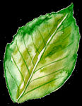 PNG植物边角免扣素材