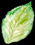 PNG植物边角免扣素材