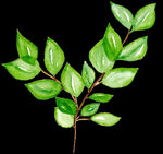 PNG植物边角免扣素材