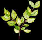 PNG植物边角免扣素材