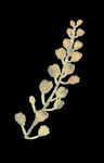 PNG植物边角免扣素材