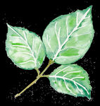 PNG植物边角免扣素材