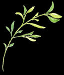 PNG植物边角免扣素材