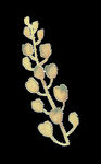 PNG植物边角免扣素材