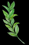 PNG植物边角免扣素材