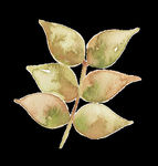 PNG植物边角免扣素材