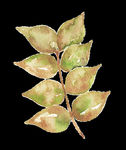 PNG植物边角免扣素材