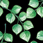 PNG植物边角免扣素材