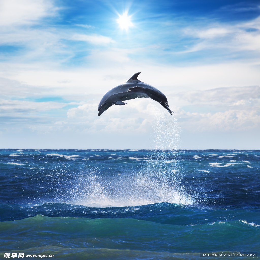 海豚