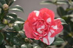 山茶花