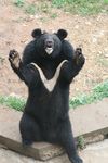 熊抱