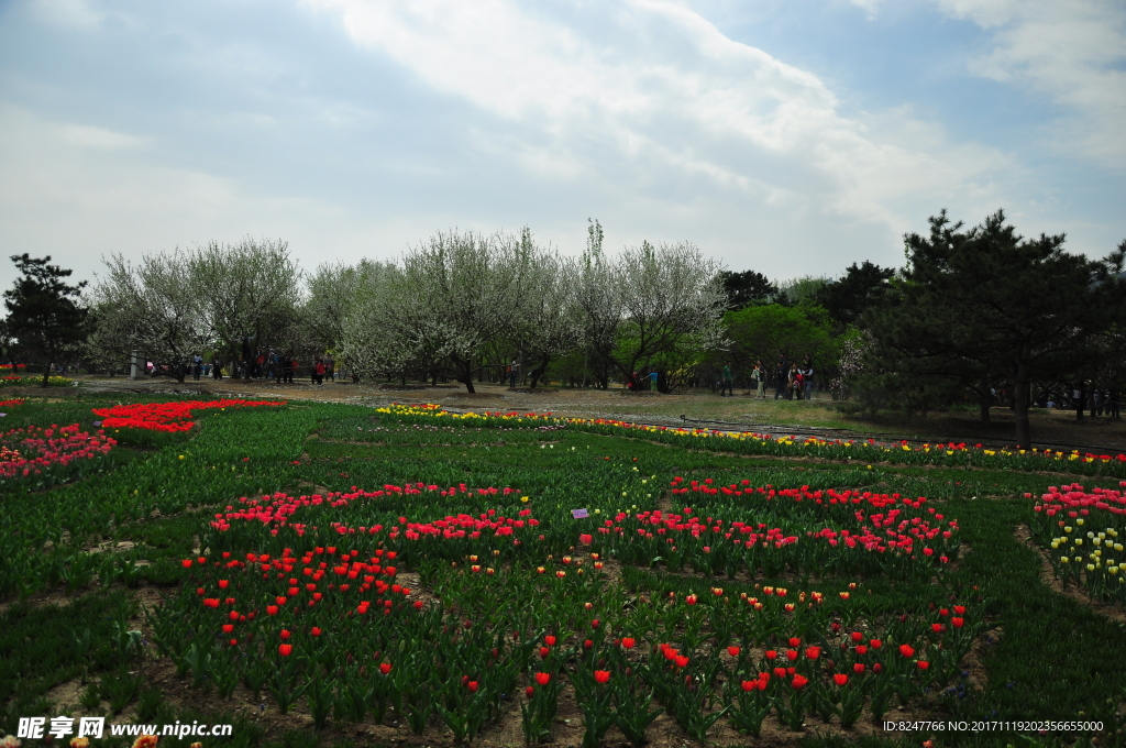 公园花圃