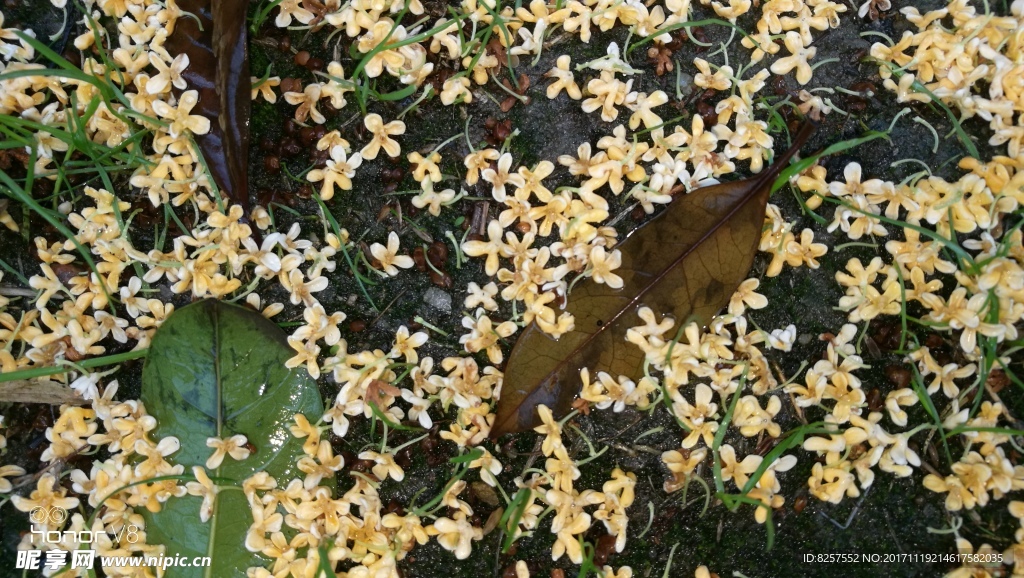 被雨打落的桂花