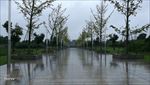 雨后公园内的景观树