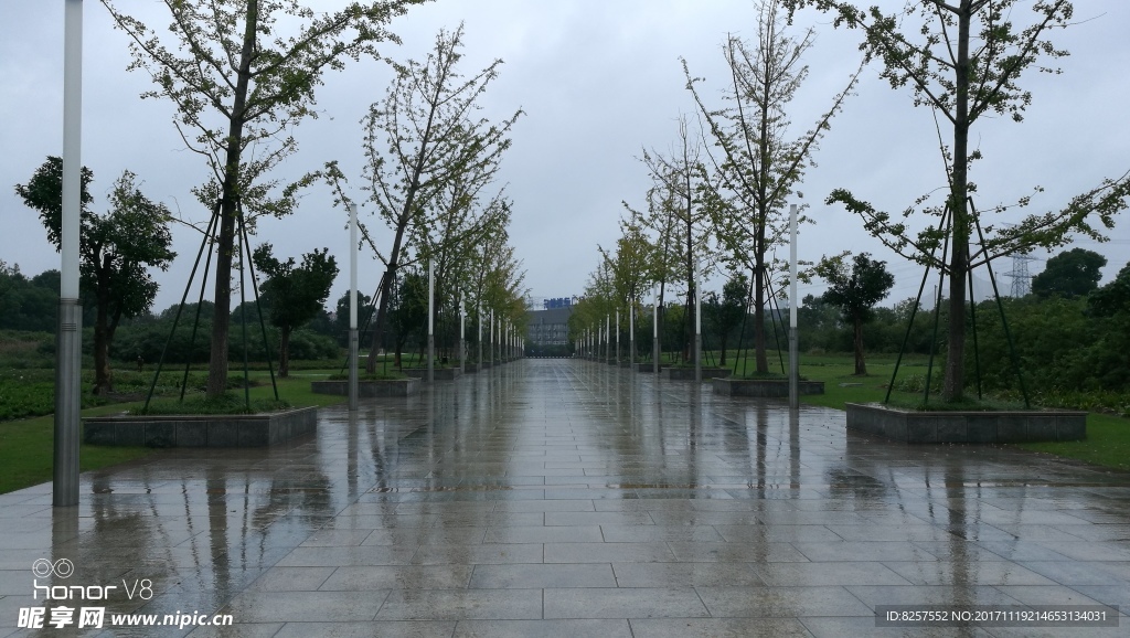 雨后公园内的景观树