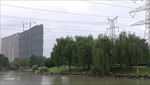 小河边翠绿的杨柳树