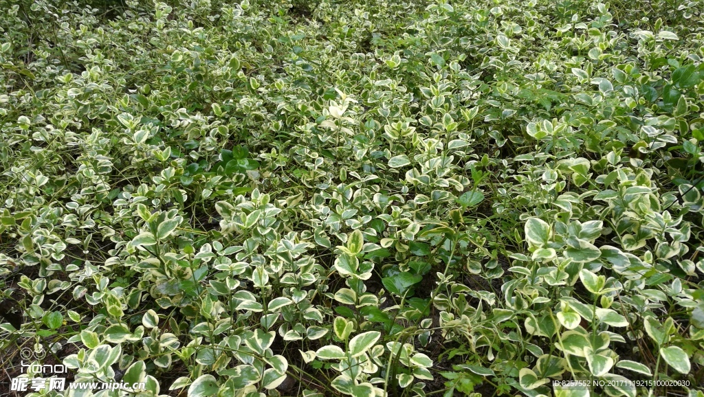 绿色植物