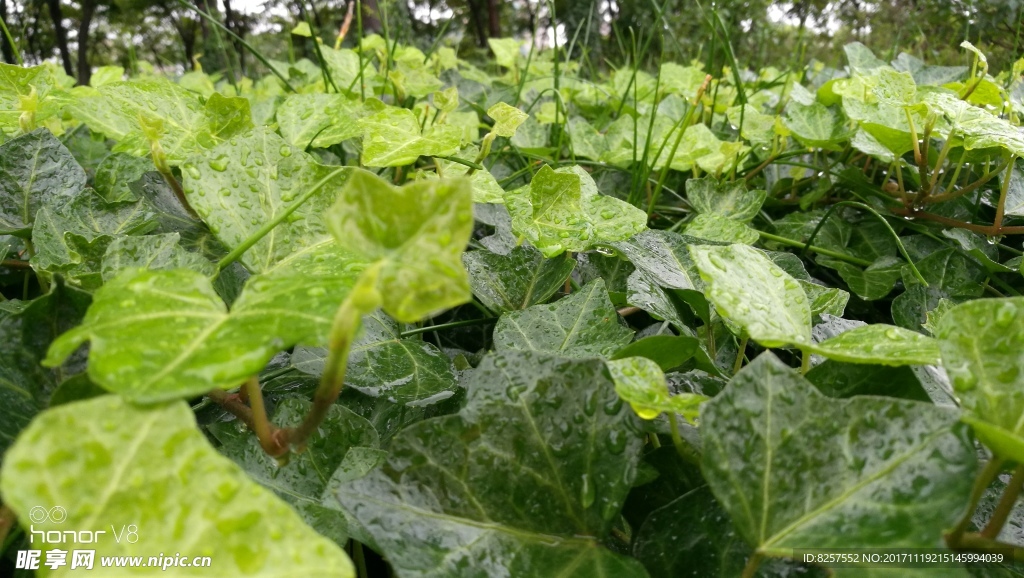 绿色植物
