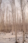 漠河白桦林