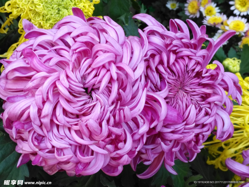 菊花