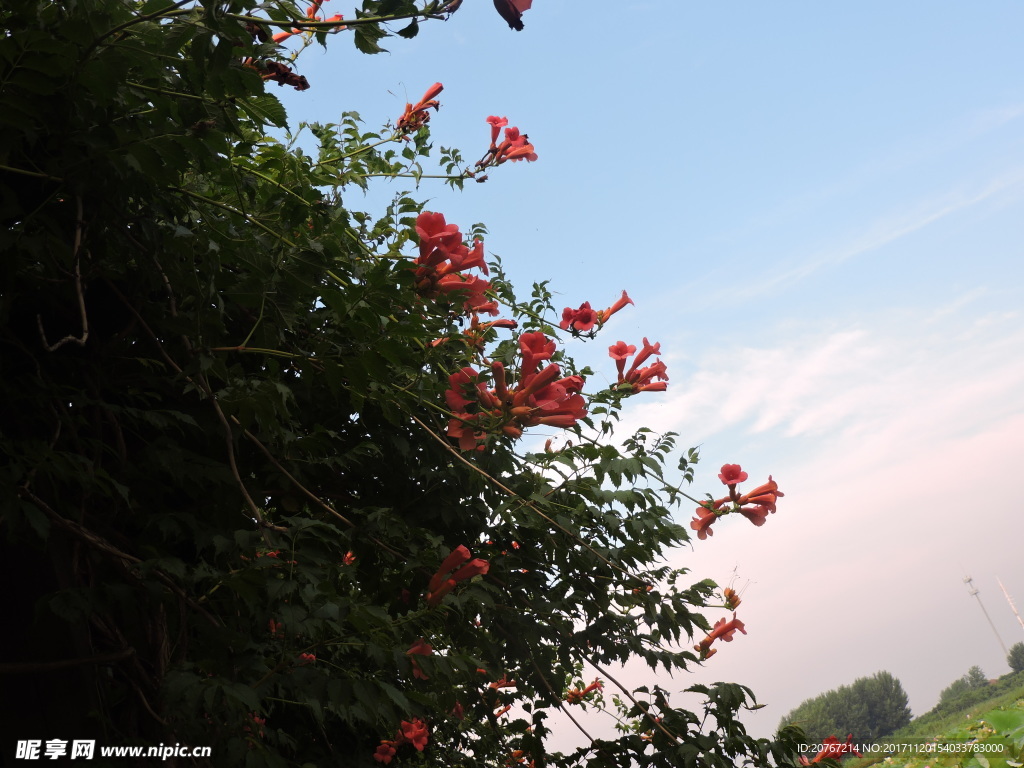 凌霄花