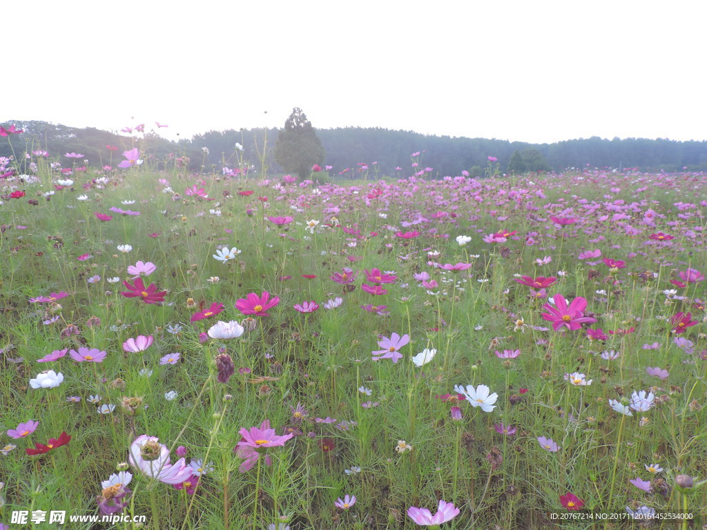 格桑花海