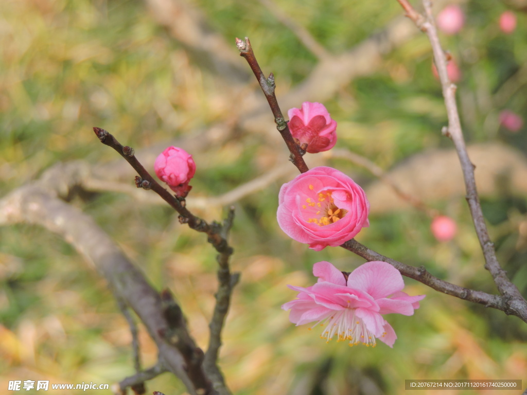 梅花