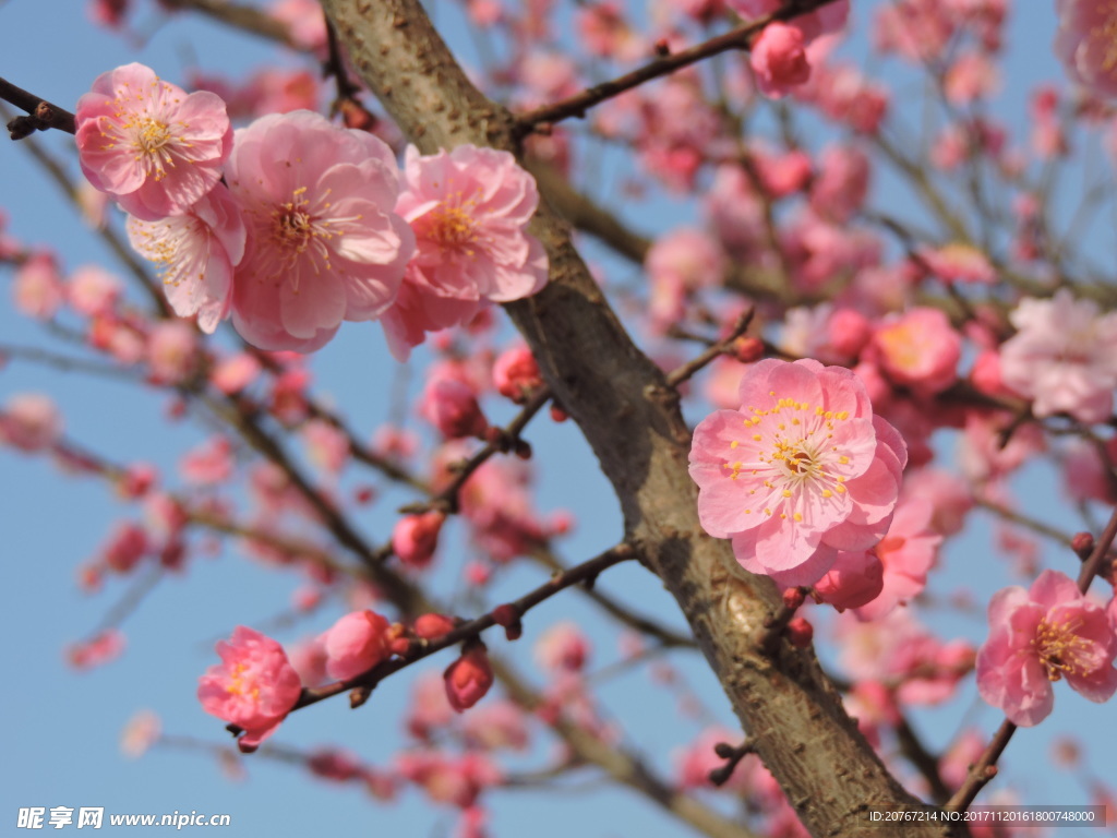 梅花