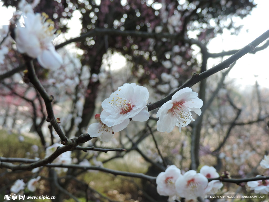 梅花