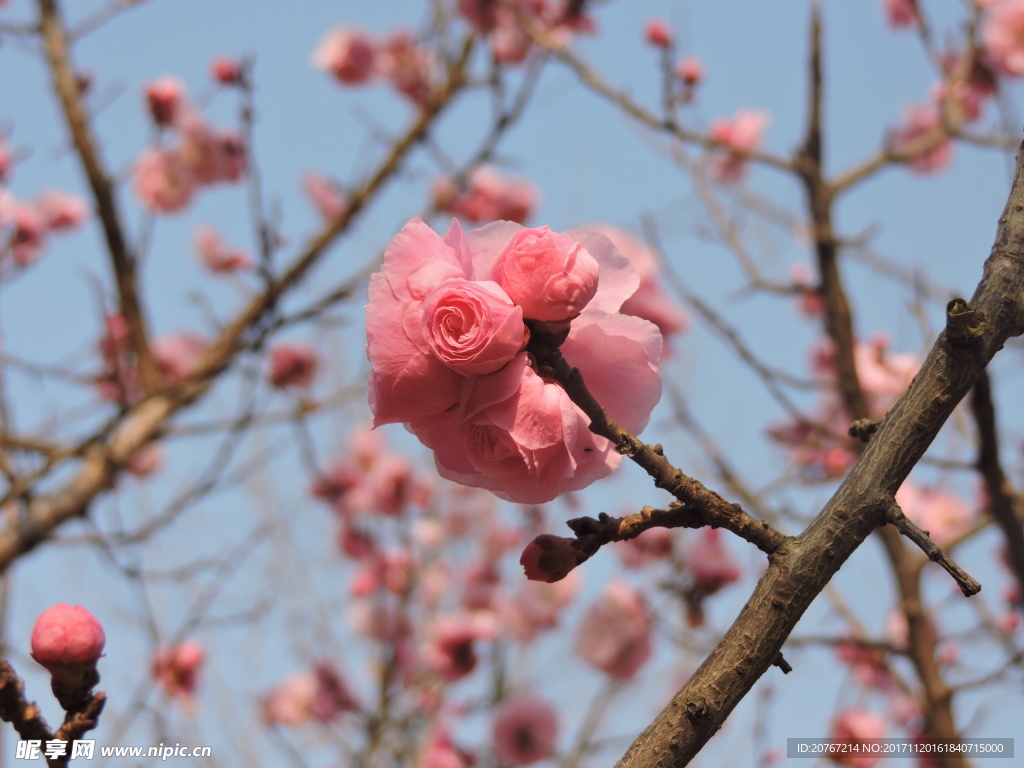 梅花