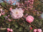 梅花