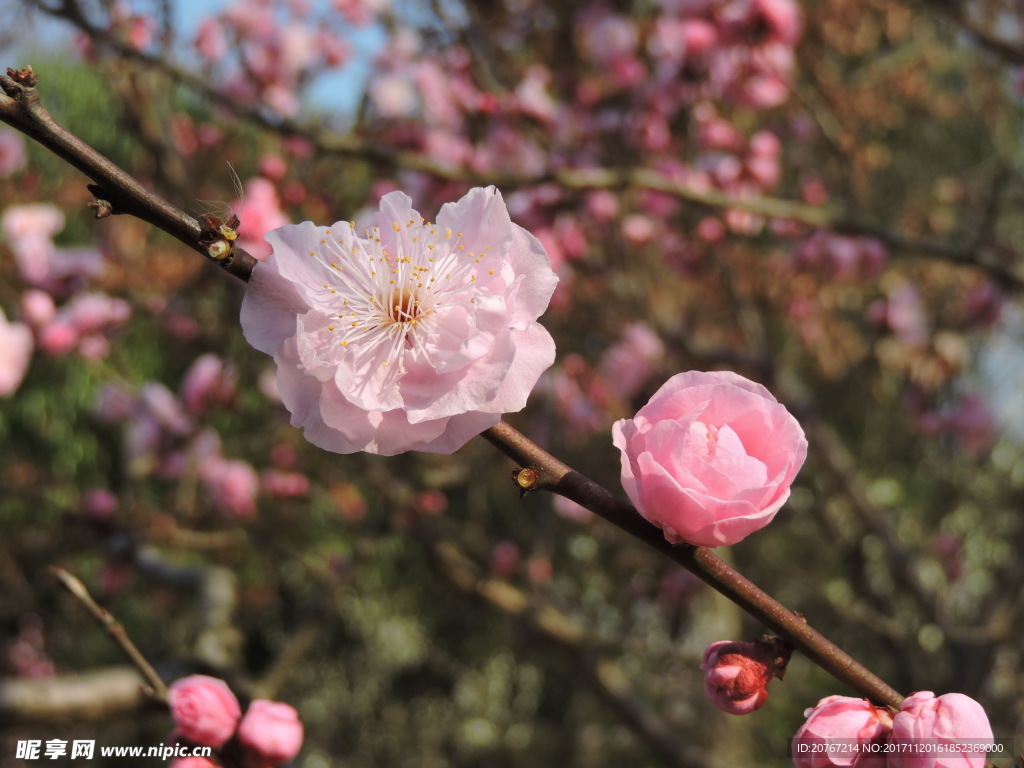 梅花