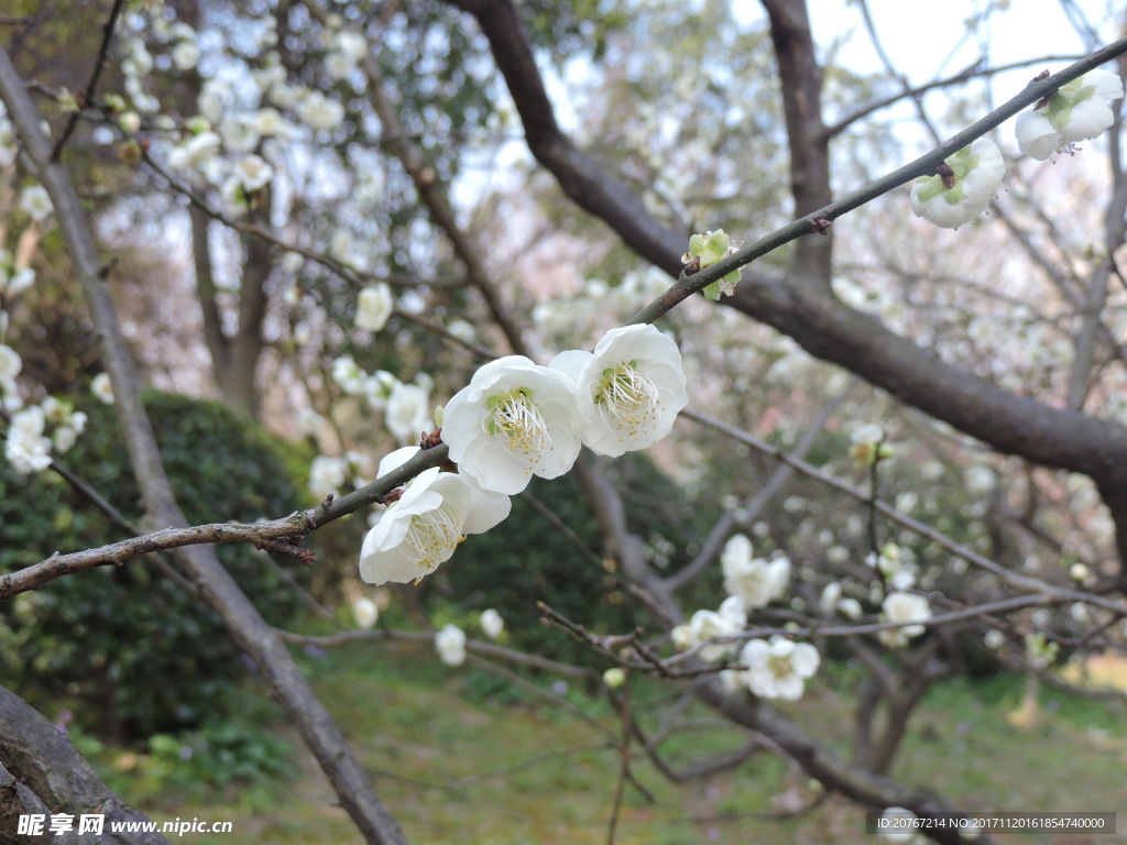 梅花