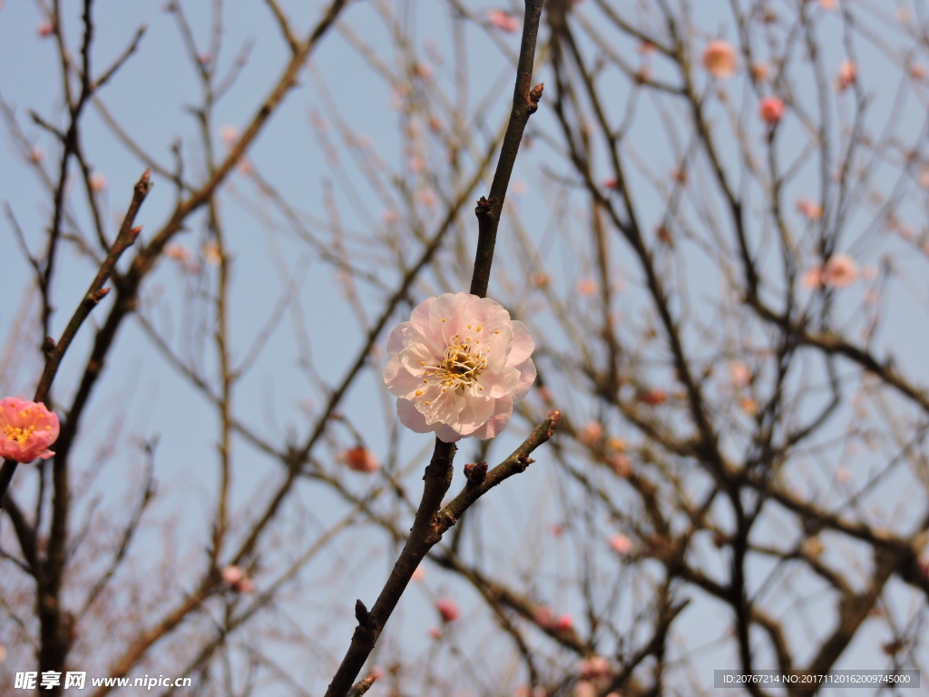 梅花