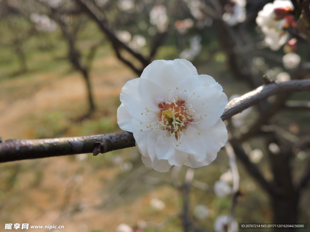 梅花