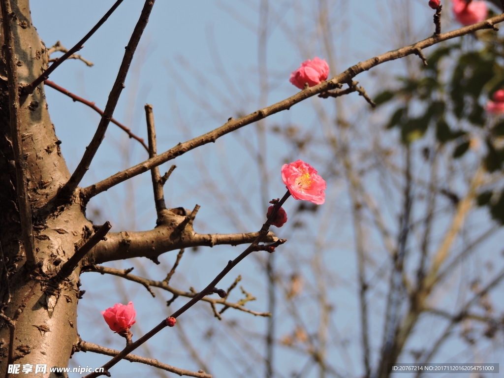 梅花