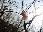 梅花