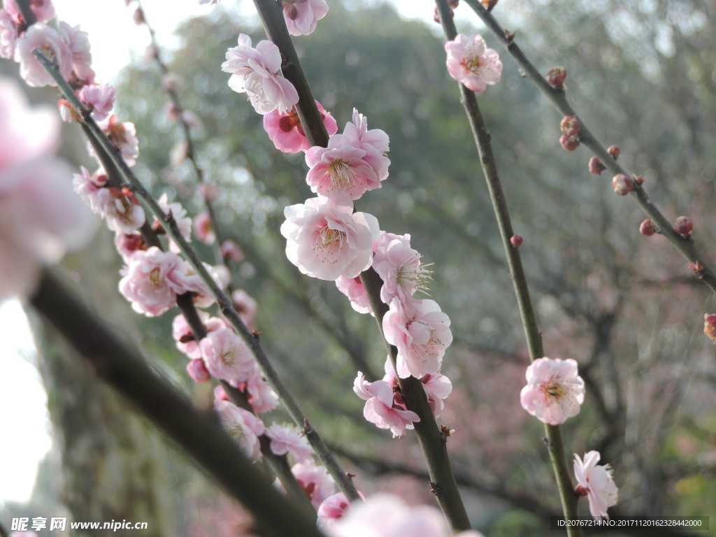 梅花